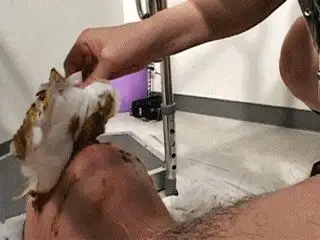 Toilet Slaves Scatology - Special toilet stool for toiletboy!