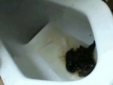 Toilet Slaves Scatology - Voyeur scat Vol.1