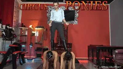 Lady Scarlet - Lady Scarlet - Circus ponies