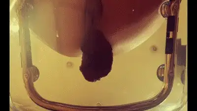 Aris Dark - Toilet POV transparent chair
